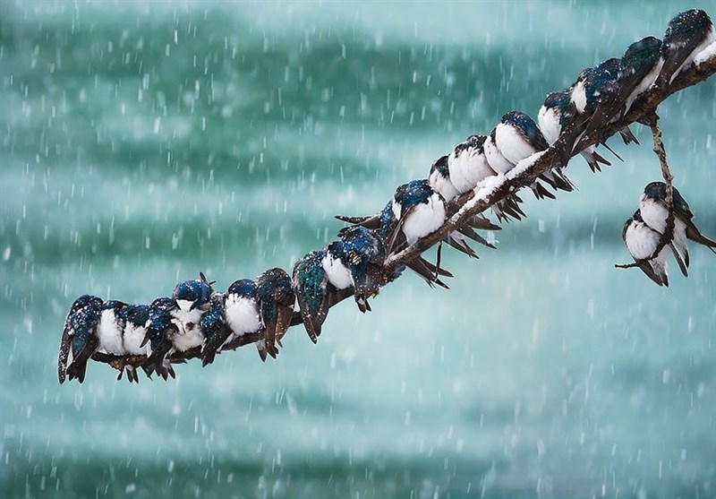 هواشناسی ایران 1404/9/22؛ بارش برف و باران در 16 استان/ هشدار کاهش محسوس دما