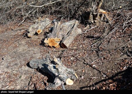 روایت‌های متناقض از پاک‌تراشی جنگل‌ هیرکانی/ چه کسی دستور قطع درختان 100 ساله را صادر کرد؟