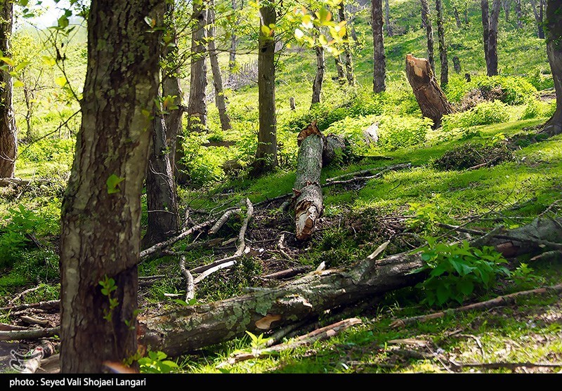 روایت میدانی یک فاجعه/ هیرکانی زیر تیغ قاچاق و ویلاسازی‌‌/ جنگل‌های ایران آب می‌رود!