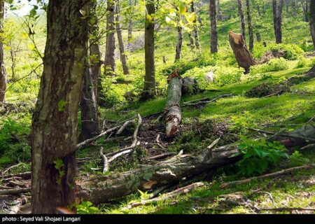 روایت میدانی یک فاجعه/ هیرکانی زیر تیغ قاچاق و ویلاسازی‌‌/ جنگل‌های ایران آب می‌رود!