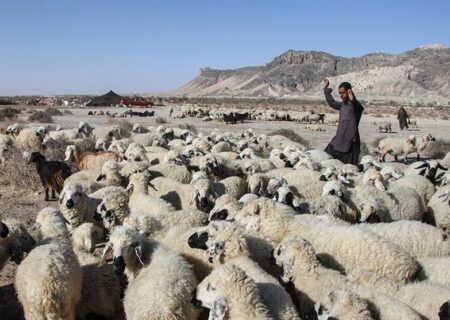 نگاهی به پشت پرده بحران دامداری در سیستان/ گرانی نهاده دام مولد را نابود کرد + فیلم