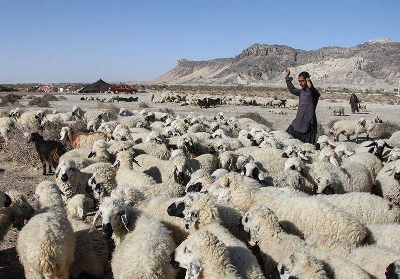 نگاهی به پشت پرده بحران دامداری در سیستان/ گرانی نهاده دام مولد را نابود کرد + فیلم