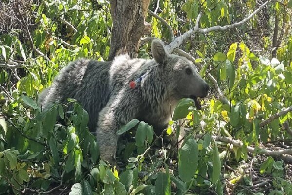 مشاهده یک خرس قهوهای به همراه دو تولهاش در منطقه حفاظت شده دنا