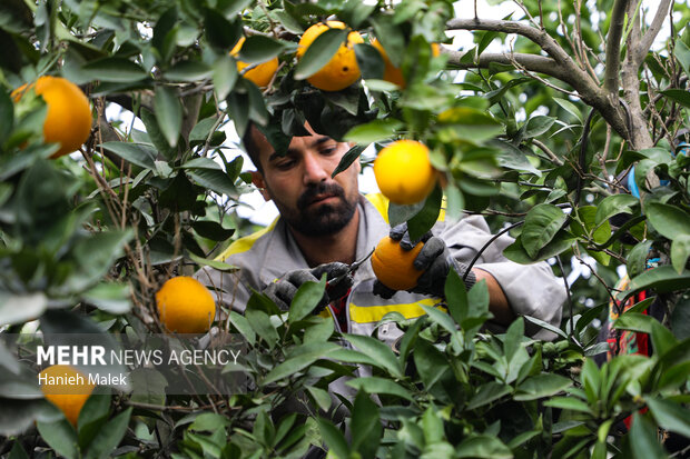 برداشت مرکبات در ۲ هزار هکتار از باغات شهرستان گچساران آغاز شد