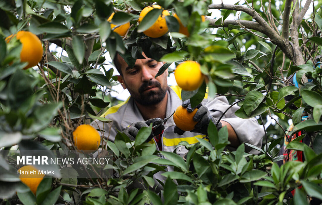 برداشت مرکبات در ۲ هزار هکتار از باغات شهرستان گچساران آغاز شد