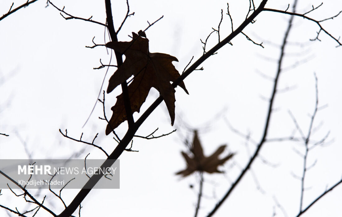 بارش باران پاییزی در شهرستان تربت جام