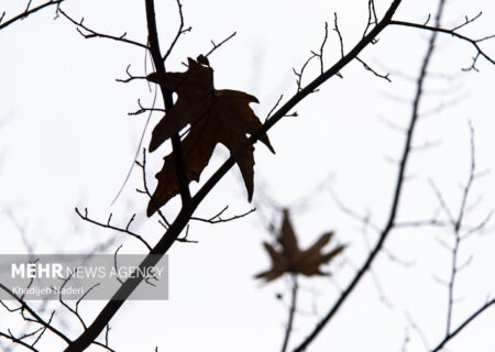 بارش باران پاییزی در شهرستان تربت جام