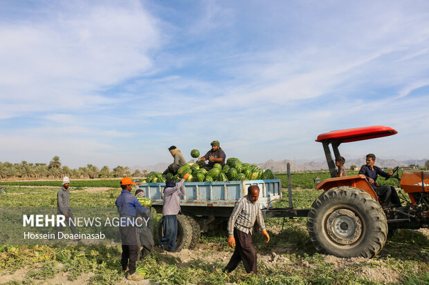 برداشت هندوانه شب یلدا در هشتبندی