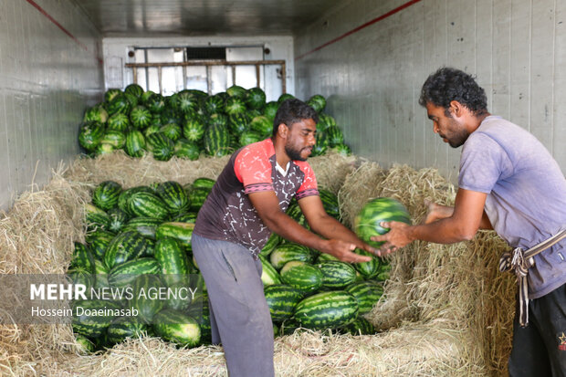 برداشت هندوانه شب یلدا در هشتبندی