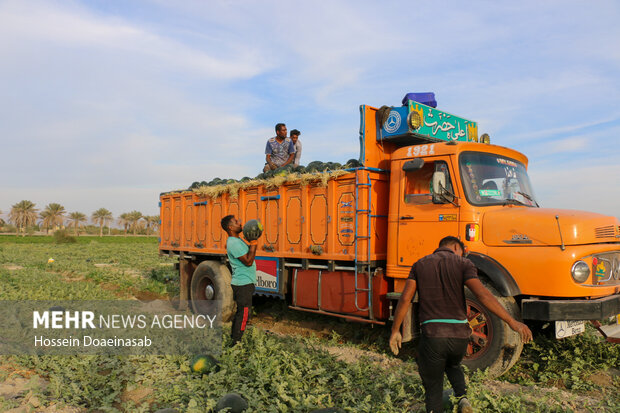 برداشت هندوانه شب یلدا در هشتبندی