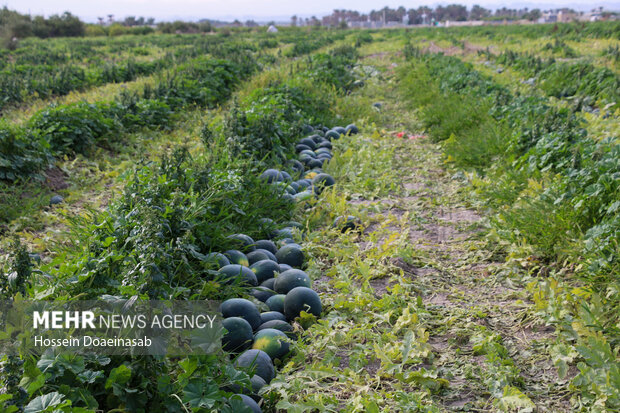 برداشت هندوانه شب یلدا در هشتبندی