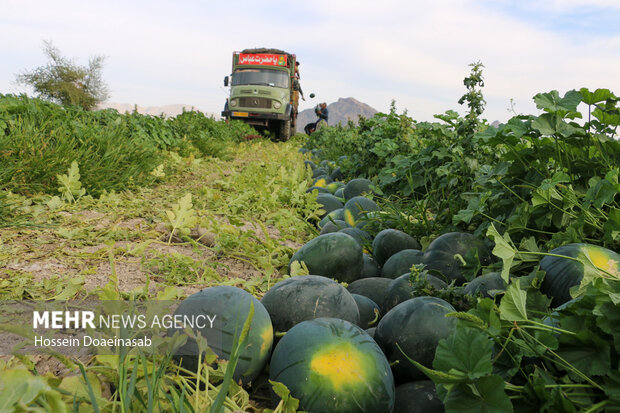 برداشت هندوانه شب یلدا در هشتبندی