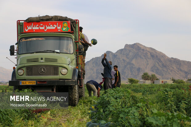 برداشت هندوانه شب یلدا در هشتبندی
