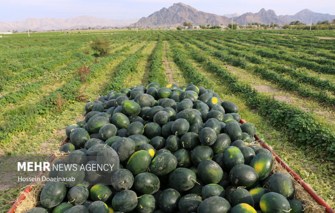 برداشت هندوانه شب یلدا در هشتبندی