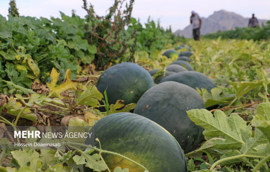 خسارات تگرگ به هندوانه‌های یلدا در میناب