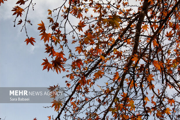 پاییز در طاق‌بستان؛ تلاقی رنگ‌های فصل با تاریخ سنگی کرمانشاه