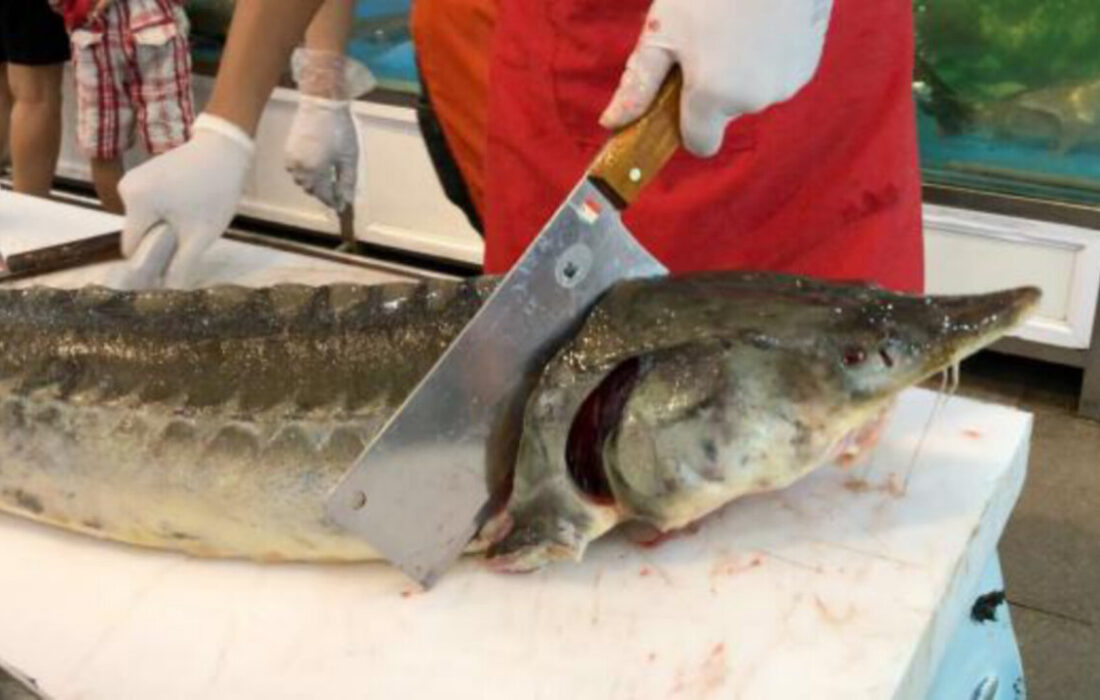 واعظی: واحدهای صنفی فروش غیرمجاز ماهیان خاویاری در آستارا تعطیل شدند