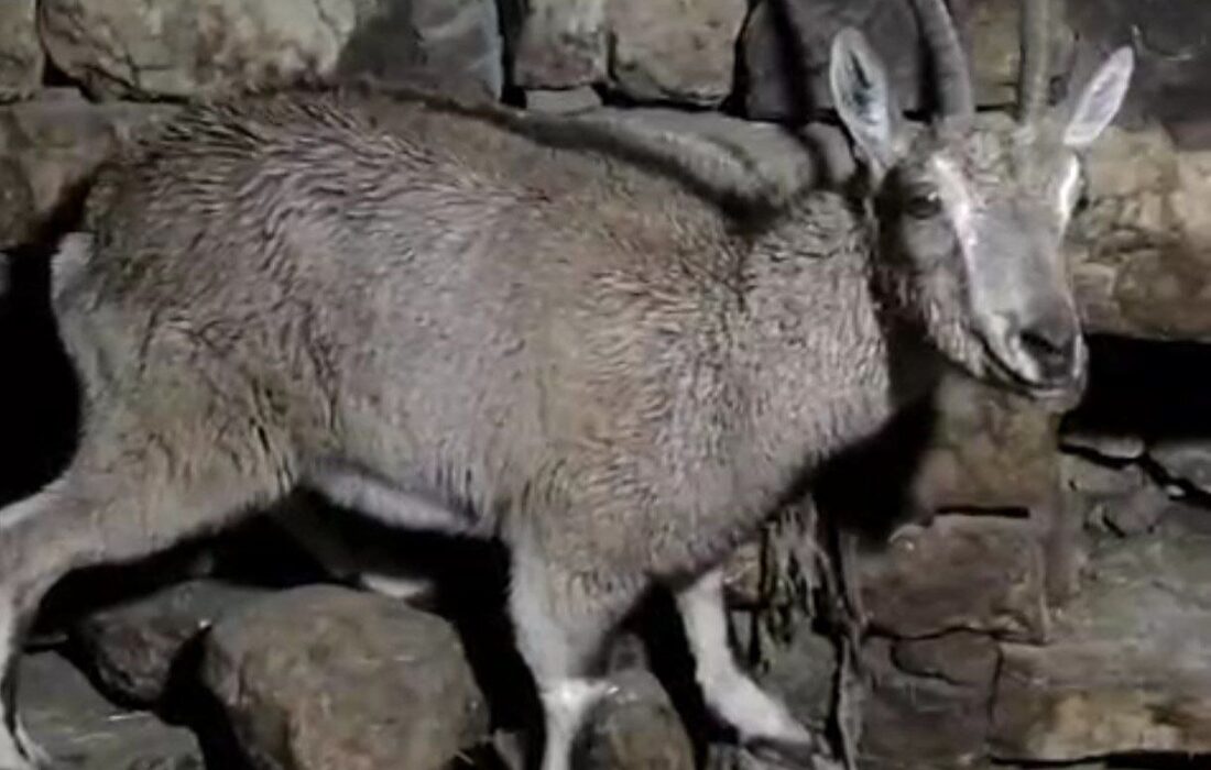 پناه آوردن بزکوهی به منزل مسکونی در روستای کمالای هورامان