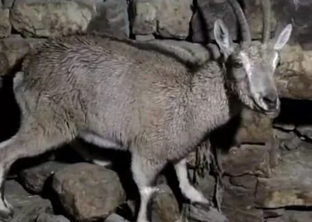 پناه آوردن بزکوهی به منزل مسکونی در روستای کمالای هورامان