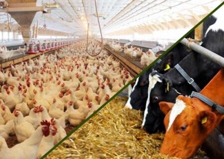 نهاده‌های دامی بدون تغییر قیمت تا پایان سال توزیع می‌شود؟