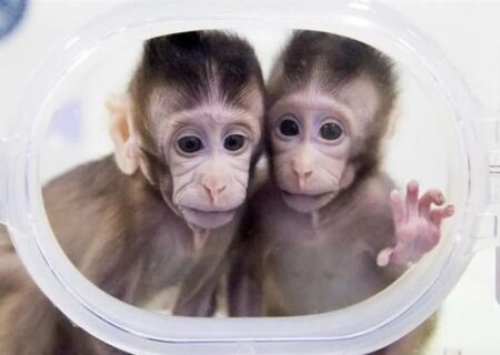 ایران وارد فاز نخستی‌سانان در درمان پارکینسون شد